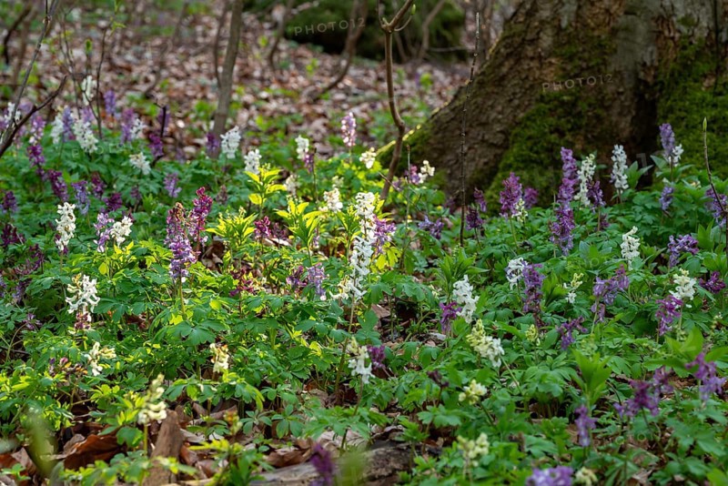 Cluster of Hollow larkspur (Corydalis cava) with white and purple flowers in atmospheric light in a forest in spring, moss-covered tree trunk in the background, Lower Saxony, Germany