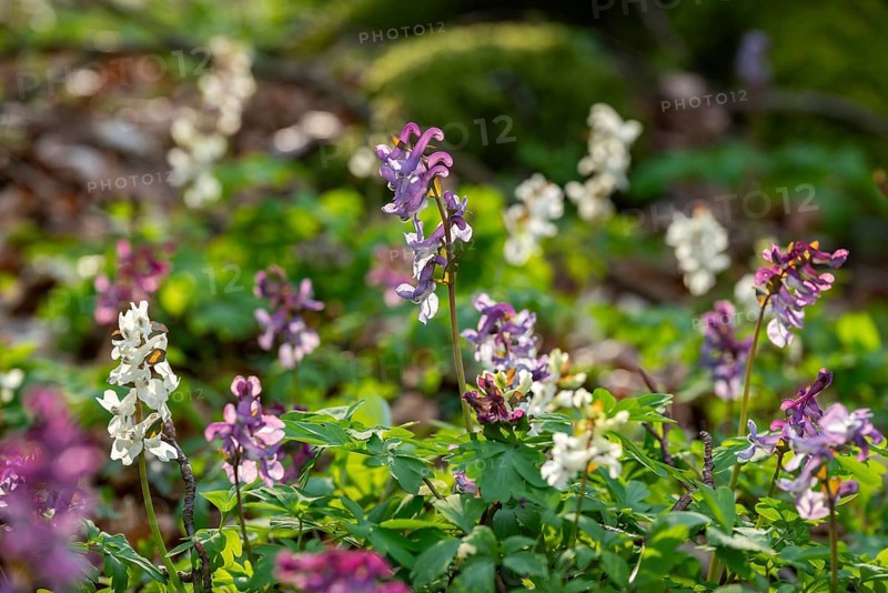 Hollow larkspur (Corydalis cava) with white and purple flowers in atmospheric light in a forest in spring, Lower Saxony, Germany