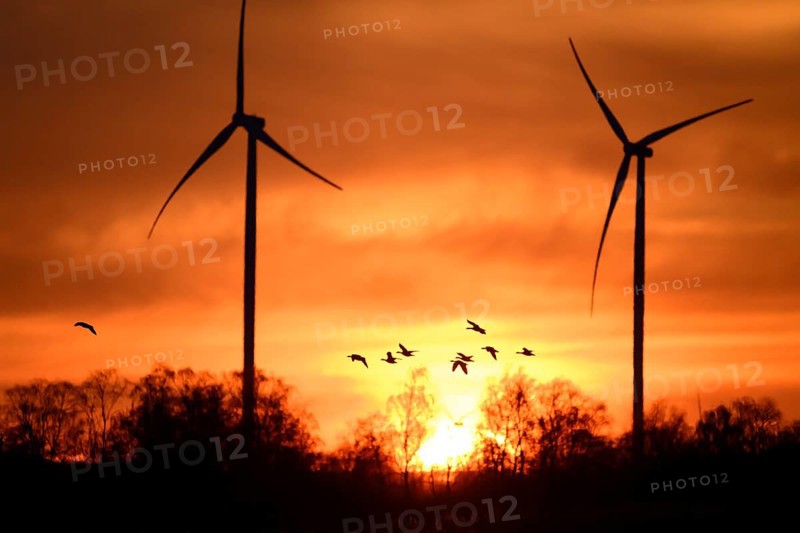 Wind turbines and flying birds geese in front of an orange sunset, silhouettes of wind turbines in front of a dramatic sunset, Dümmer nature park Park, Lower Saxony, Germany
