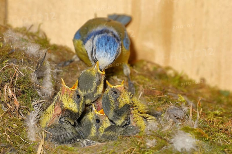 Blue tit (Cyanistes caeruleus) feeding the young in the nest, Wilnsdorf, North Rhine-Westphalia, Germany
