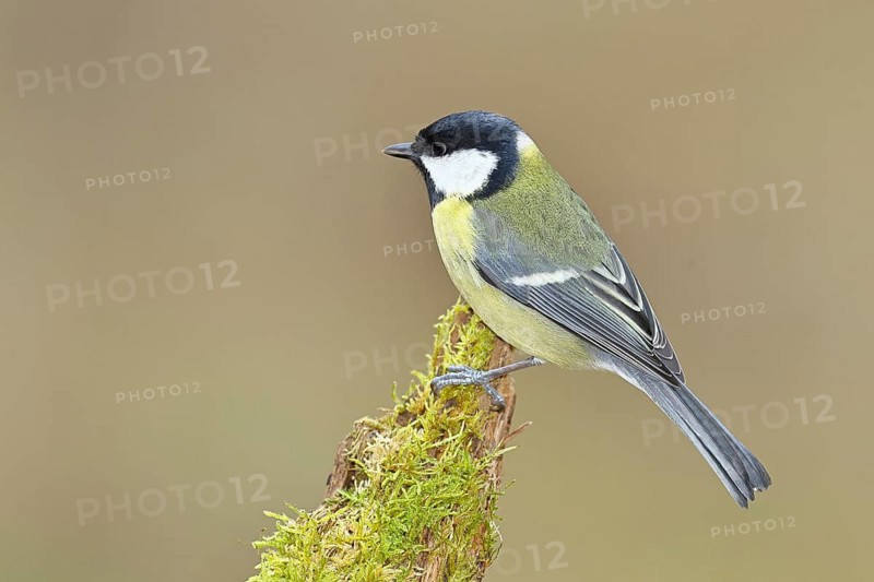 Great tit (Parus major), sitting on a moss-covered tree root, Wilnsdorf, North Rhine-Westphalia, Germany
