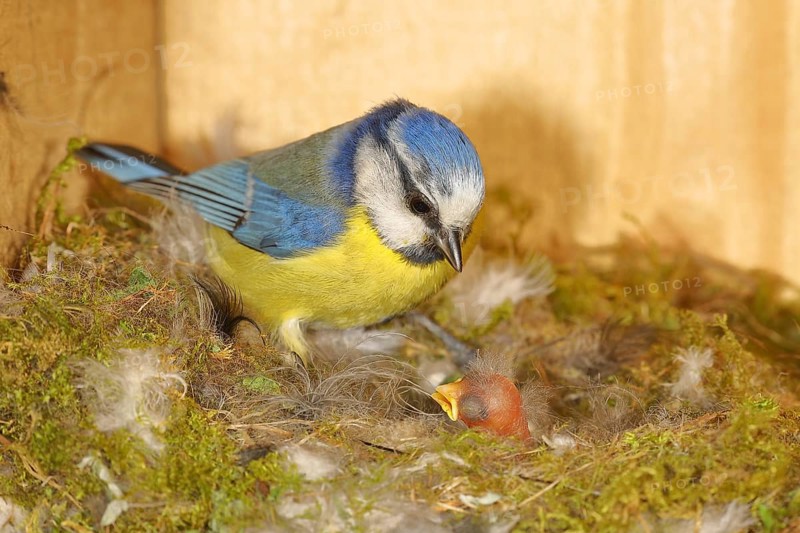 Blue tit (Cyanistes caeruleus) feeding the young in the nest, Wilnsdorf, North Rhine-Westphalia, Germany