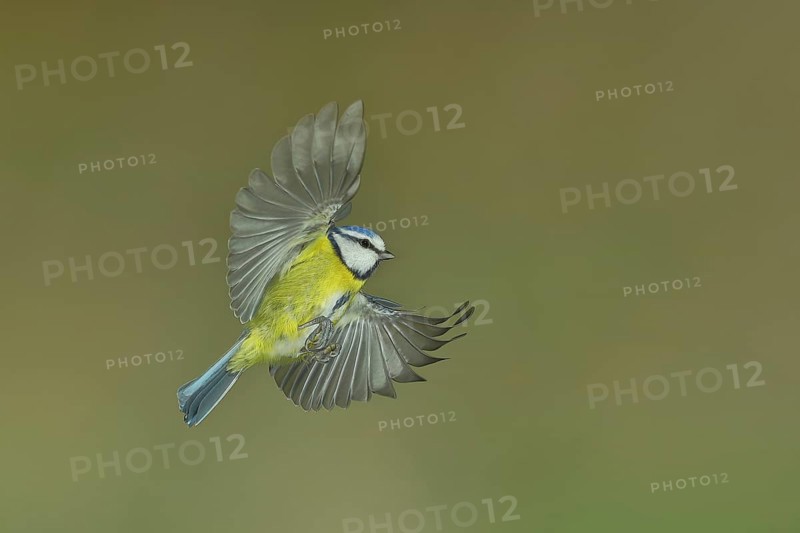 Blue tit (Parus caeruleus) in flight, flight photo, high speed flight photo Wilnsdorf, North Rhine-Westphalia, Germany