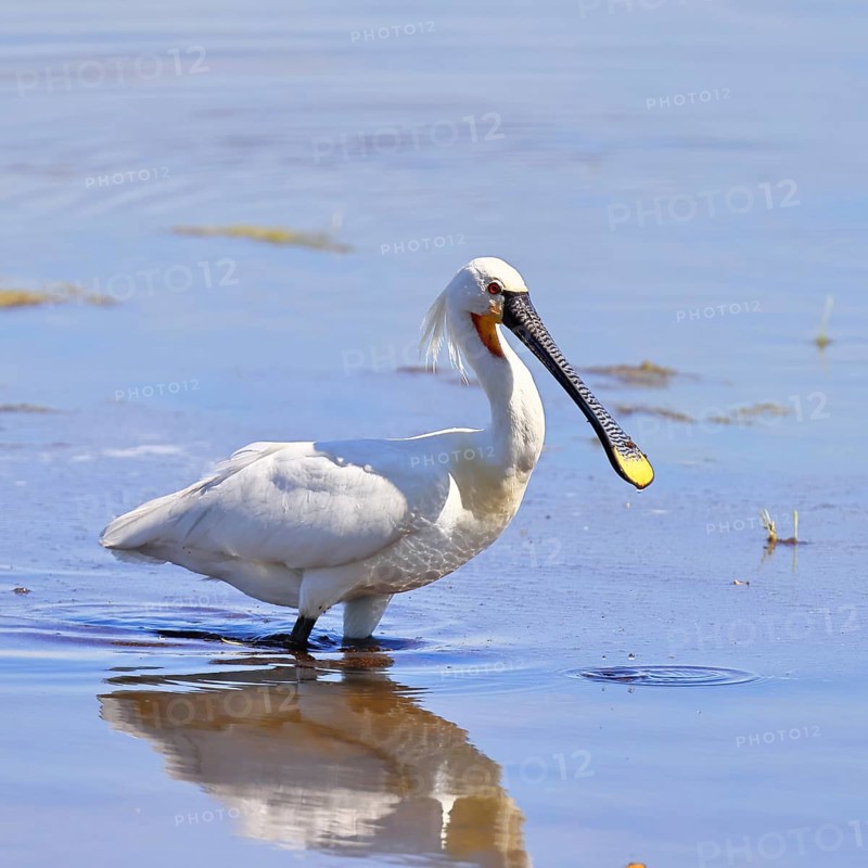 Spoonbill (Platalea leucorodia), adult bird striding through shallow water, adult bird in splendour, wildlife, Ziggsee, Burgenland, Austria