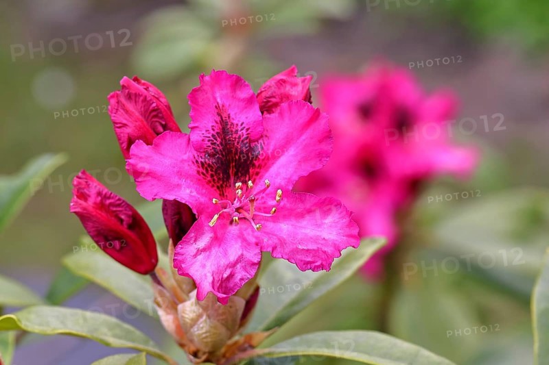 Rhododendron flowers (Rhododendron Homer), red flowers, in a garden, Wilnsdorf, North Rhine-Westphalia, Germany