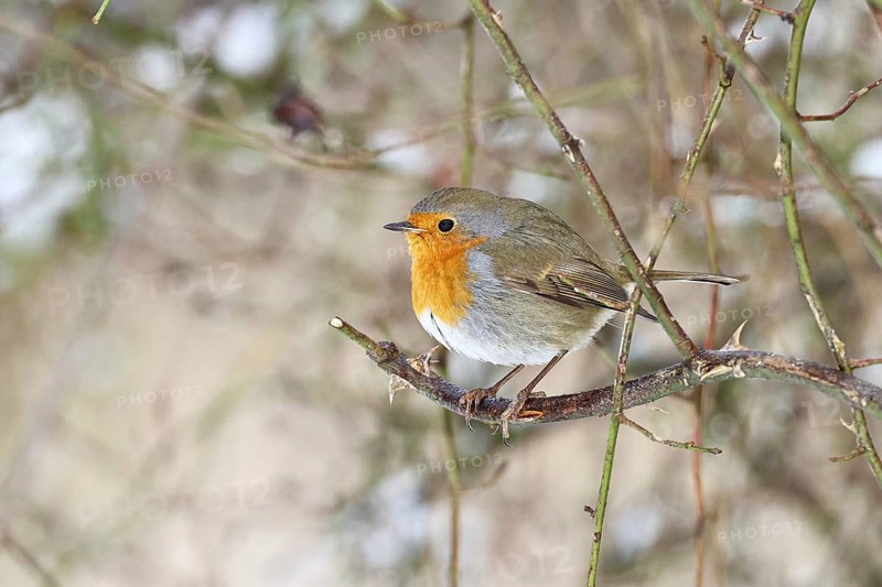 Robin (Erithacus rubecula), on a twig in the branches of a dog rose (Rosa canina), Wilnsdorf, North Rhine-Westphalia, Germany