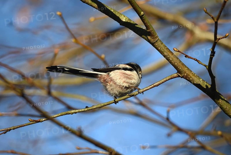 Long-tailed Tit, (Aegithalos caudatus) in winter in a lime tree, Schleswig-Holstein, Germany