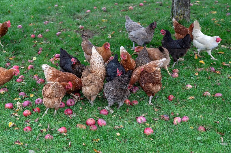Chickens (Gallus gallus domesticus) in a meadow with fallen apples (Malus), Morschreuth, Upper Franconia, Bavaria, Germany