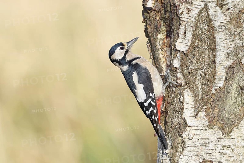 Great spotted woodpecker (Dendrocopus major), female, foraging on the trunk of a common birch (Betula pendula), wildlife, woodpeckers, nature photography, autumn, Wilnsdorf, North Rhine-Westphalia, Germany