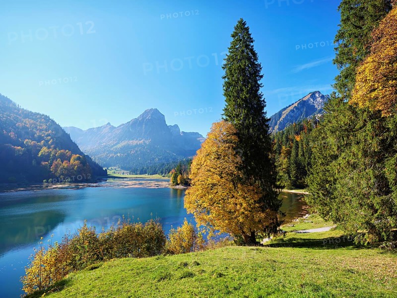 Autumn-coloured sycamore maple (Acer pseudo plantanus), at Obersee, Näfels, Canton Glarus, Switzerland