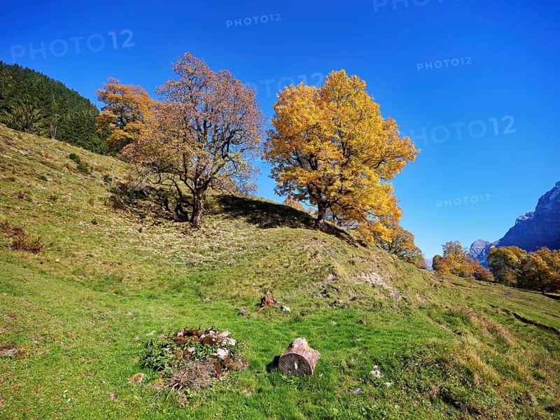 Old sycamore maple (Acer pseudo plantanus), in autumnal discolouration, Canton Glarus, Switzerland
