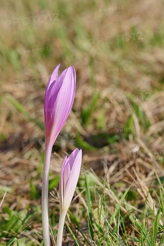 Autumn crocus (Colchicum autumnale), half-opened flowers in a meadow, endangered, protected poisonous plant species, native nature, wet meadow, autumn messenger, season, autumn, bulbous plant, poisonous plant, Wilnsdorf, North Rhine-Westphalia, Germany