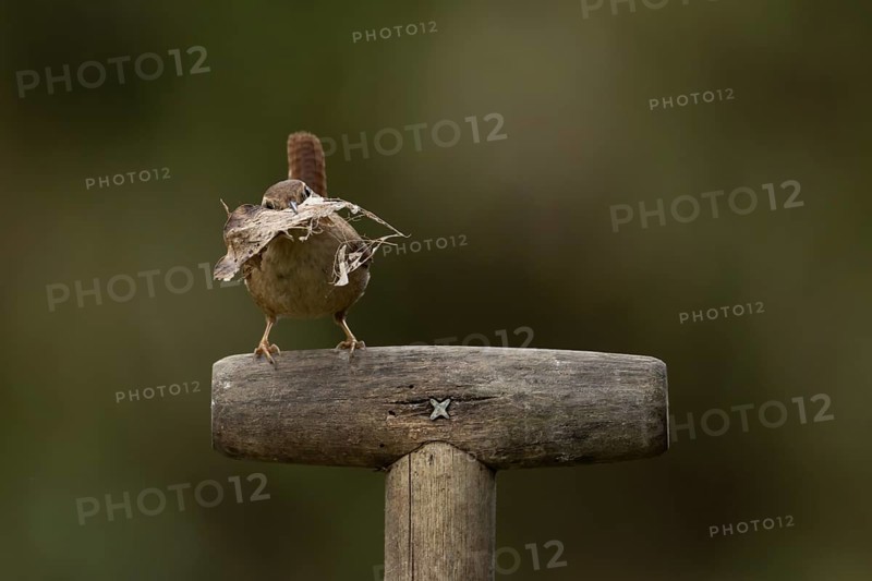 Eurasian wren (Troglodytes troglodytes) adult garden bird on a fork handle with nesting material in its beak in spring, England, United Kingdom