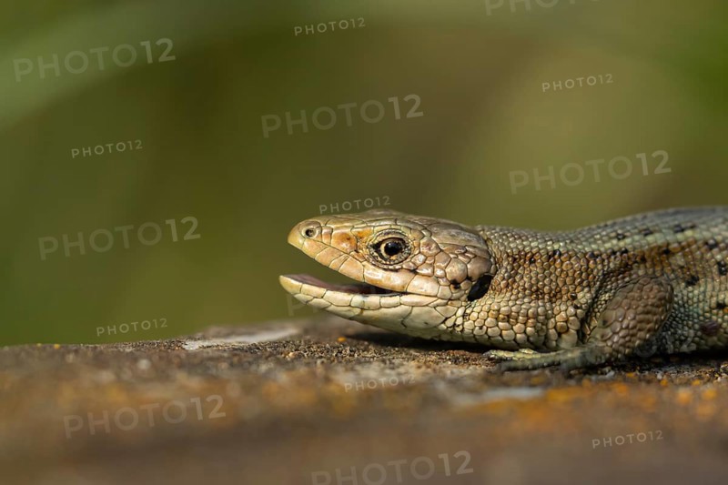 Common lizard (Zootoca vivipara) adult reptile yawning with its mouth open on a wooden sleeper in summer, England, United Kingdom