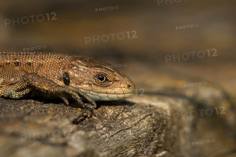 Common lizard (Zootoca vivipara) adult reptile basking on a wooden sleeper in summer, England, United Kingdom