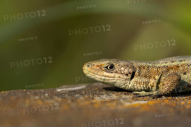 Common lizard (Zootoca vivipara) adult reptile resting on a wooden sleeper in summer, England, United Kingdom