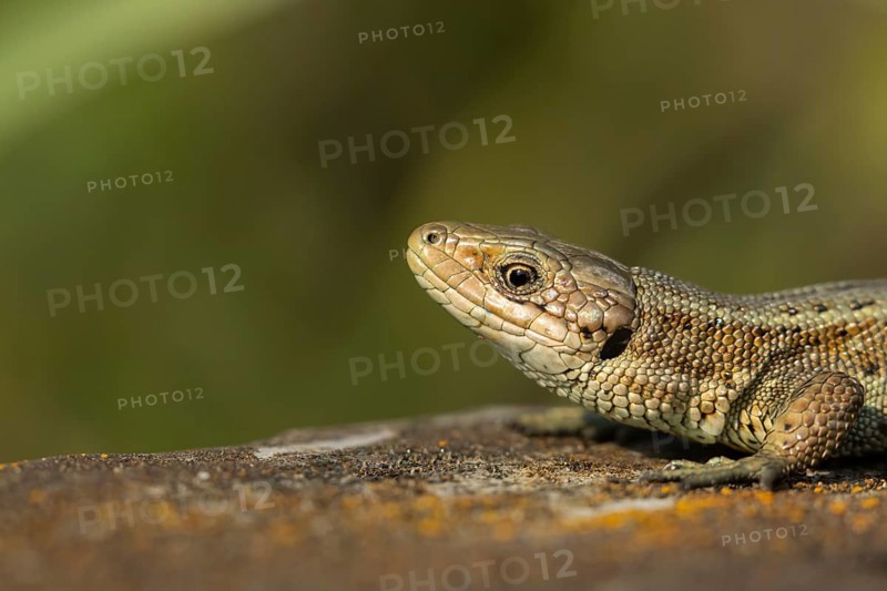 Common lizard (Zootoca vivipara) adult reptile on a wooden sleeper in summer, England, United Kingdom