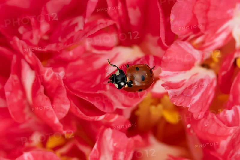 Seven-spot ladybird or ladybug (Coccinella septempunctata) adult beetle on a garden Camellia flower in spring, England, United Kingdom