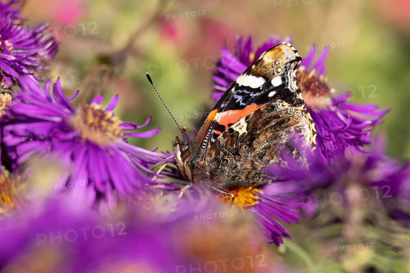 Red admiral butterfly (Vanessa atalanta) adult insect feeding on a garden purple Aster flower in summer, England, United Kingdom