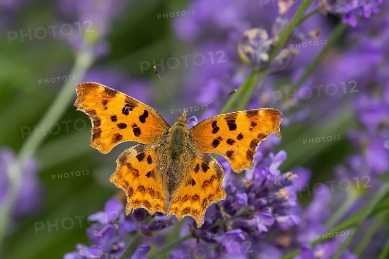 Comma butterfly (Polygonia c-album) adult insect feeding on garden blue Lavender plant flowers in summer, England, United Kingdom