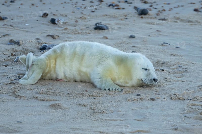 Atlantic grey seal (Halichoerus grypus) juvenile baby pup animal sleeping on a seaside beach in winter, England, United Kingdom