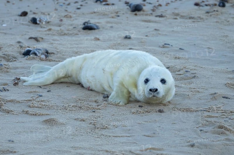 Atlantic grey seal (Halichoerus grypus) juvenile baby pup animal on a seaside beach in winter, England, United Kingdom