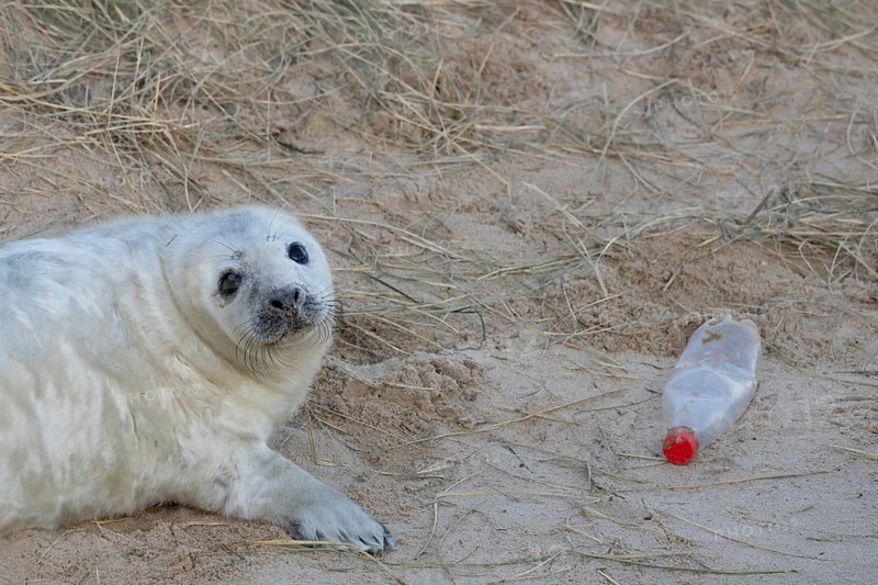 Atlantic grey seal (Halichoerus grypus) juvenile baby pup animal resting on a sand dune on a beach next to a disguarded litter of a plastic drinks bottle in winter, England, United Kingdom