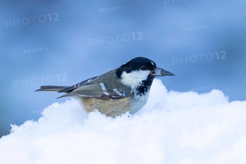 Coal tit (Periparus ater) adult bird in a snow covered garden in winter, England, United Kingdom