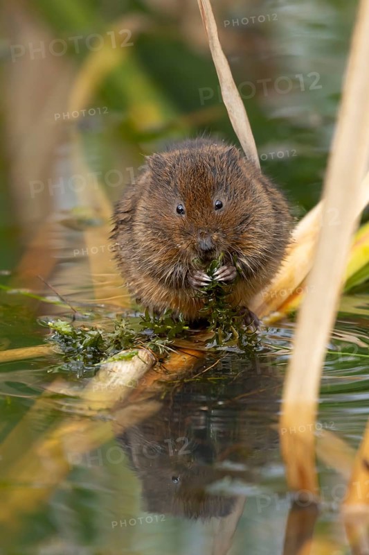 Water vole (Arvicola amphibius) adult animal feeding on pond weed in summer, England, United Kingdom