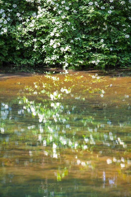 The Rhume Spring with blue-green colouration, source of River Rhume, large karst spring, Harz mountains region, Rotenberg ridge, near Rhumspringe, Germany