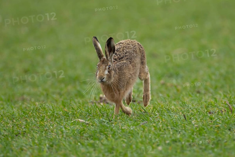 European brown hare (Lepus europaeus) adult animal running in a farmland cereal field in springtime, England, United Kingdom