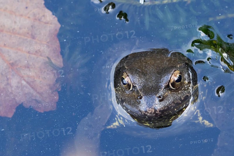 Common frog (Rana temporaria) adult amphibian on the water surface of a pond, England, United Kingdom