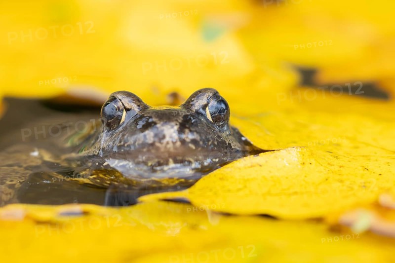 Common frog (Rana temporaria) adult amphibian on the water surface of a pond with fallen autumn leaves, England, United Kingdom