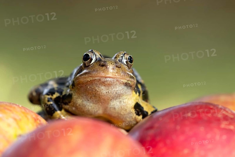 Common frog (Rana temporaria) adult amphibian on a fallen red apple in a garden in summer, England, United Kingdom