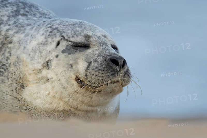 Common or Habor seal (Phoca vitulina) adult animal sleeping on a beach, England, United Kingdom