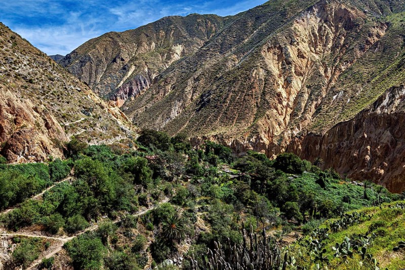 Green vegetation in a rocky mountain gorge under blue sky, the landscape of Colca Canyon in the Aden of Peru