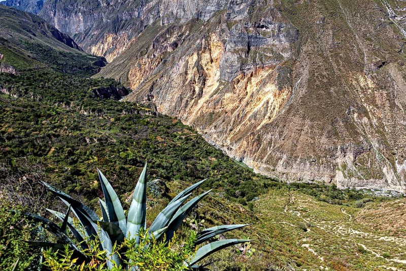 Succulent plant with extensive views of the mountain landscape and valley, The landscape of the Colca Canyon in the Aden of Peru