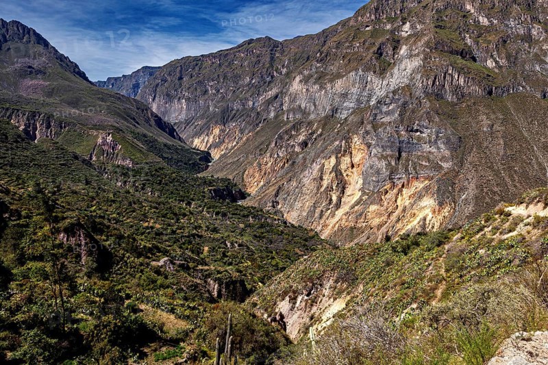 Deep valleys and rock walls full of dense vegetation under clear skies, the landscape of Colca Canyon in the Aden of Peru