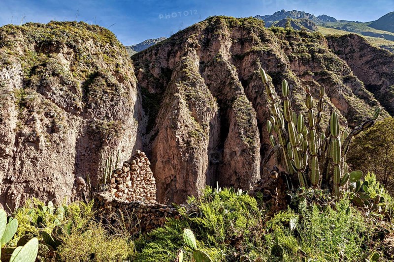 Rocky landscape with cacti and steep cliffs under blue sky, The landscape of Colca Canyon in the Aden of Peru