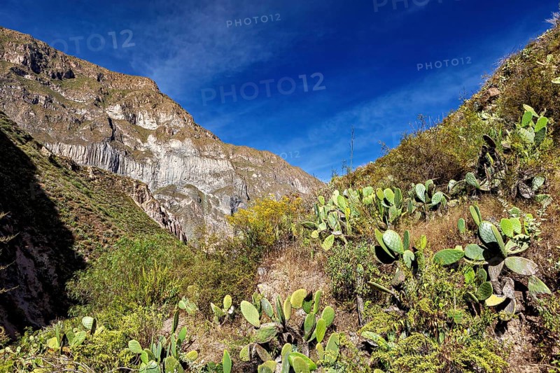 View of mountain range with prickly flora and clear sky, the landscape of the Colca Canyon in the Aden of Peru