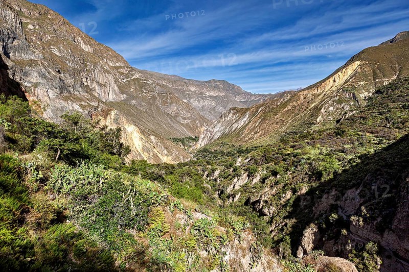 Extensive gorge lined with vegetation and a deep blue sky, the landscape of Colca Canyon in the Aden of Peru