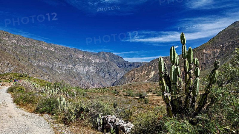 Hiking trail between tall cacti and mountains under bright skies, The landscape of the Colca Canyon in the Aden of Peru