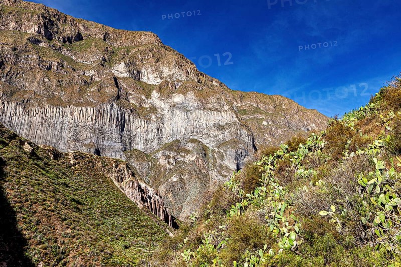 Dramatic mountain slopes under a deep blue sky with cacti in the foreground, the landscape of Colca Canyon in the Aden of Peru
