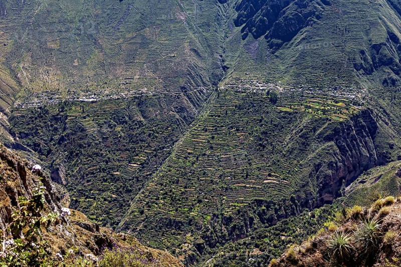 Old agricultural terraces on mountain slopes, partly overgrown in a mountainous environment, The landscape of the Colca Canyon in the Aden of Peru