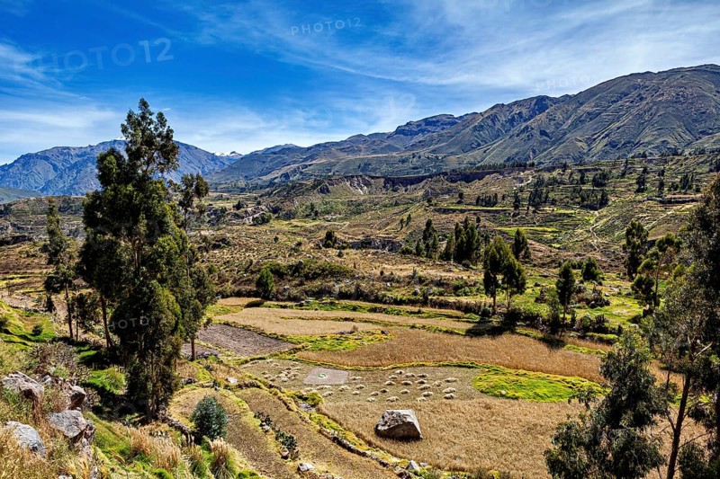 Extensive fields in the foreground with scattered trees in front of an impressive mountain landscape, the landscape of the Colca Canyon in the Aden of Peru