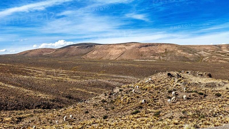 Plains with slightly grassy hills under clear skies, The Andean highlands of Peru