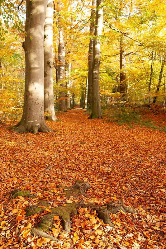 Autumn foliage, Stikelkamper Wald, Leer District, East Frisia, Lower Saxony, Germany