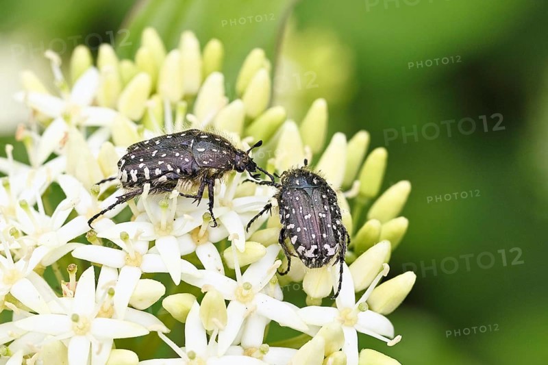 Weeping rose beetle (Oxythyrea funesta), on flowers of Common Dogwood, (Cornus sanguinea), other animals, insects, beetles, animals, wildlife, close-up, Wilnsdorf, North Rhine-Westphalia, Germany