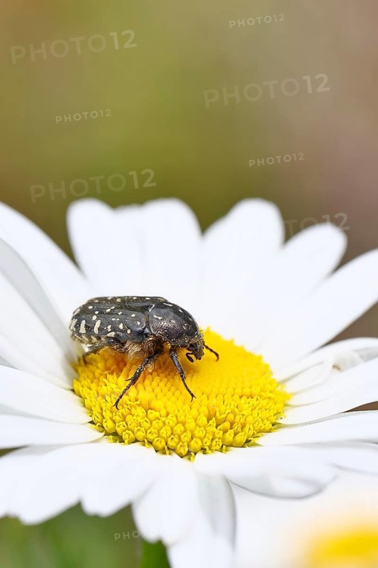 Weeping rose beetle (Oxythyrea funesta), on meadow daisy (Leucanthemum vulgare), other animals, insects, beetles, animals, wildlife, close-up, Wilnsdorf, North Rhine-Westphalia, Germany