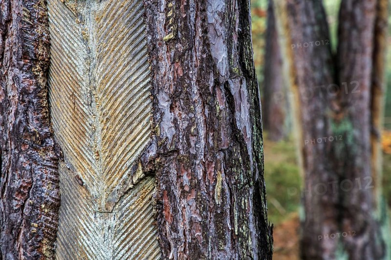 Pine tree (Pinus) with cut-in resin conductive chips, resin extraction until 1990, Darßwald, Darß, Fischland-Darß-Zingst, National Park Vorpommersche Boddenlandschaft, Mecklenburg-Vorpommern, Germany